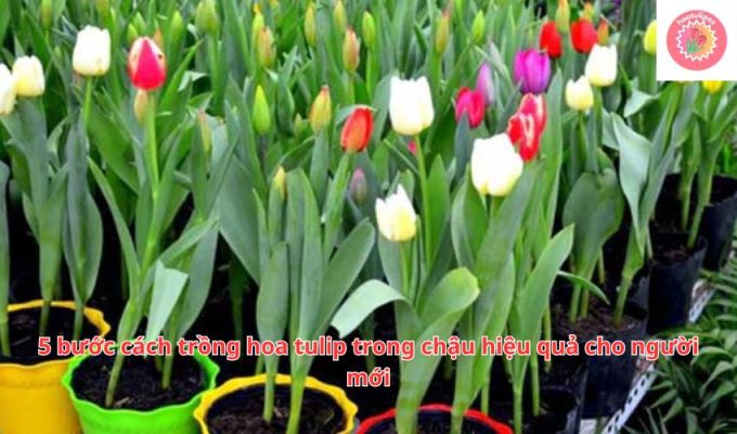 5 bước cách trồng hoa tulip trong chậu hiệu quả cho người mới