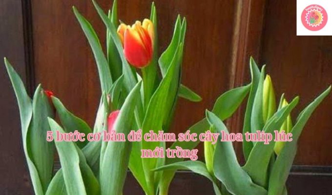 5 bước cơ bản để chăm sóc cây hoa tulip lúc mới trồng