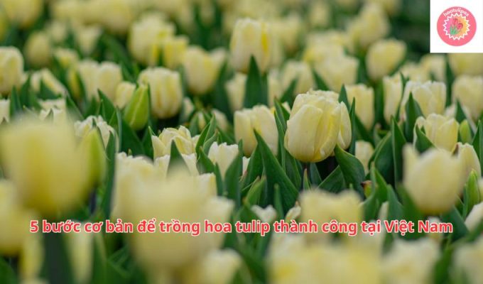 5 bước cơ bản để trồng hoa tulip thành công tại Việt Nam