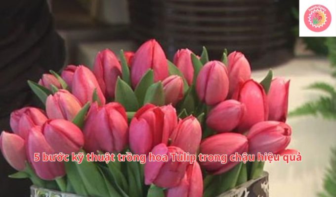 5 bước kỹ thuật trồng hoa Tulip trong chậu hiệu quả