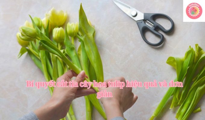 Bí quyết cắt tỉa cây hoa tulip hiệu quả và đơn giản