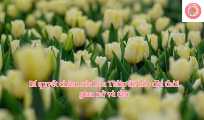 Bí quyết chăm sóc hoa Tulip để kéo dài thời gian nở và tàn