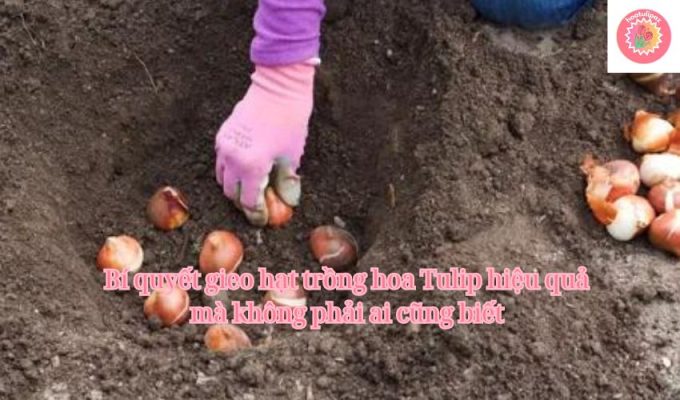 Bí quyết gieo hạt trồng hoa Tulip hiệu quả mà không phải ai cũng biết