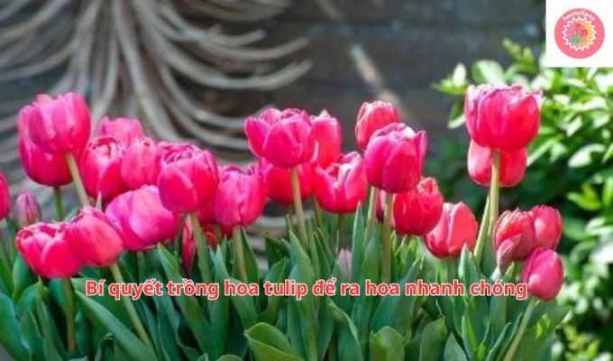 Bí quyết trồng hoa tulip để ra hoa nhanh chóng