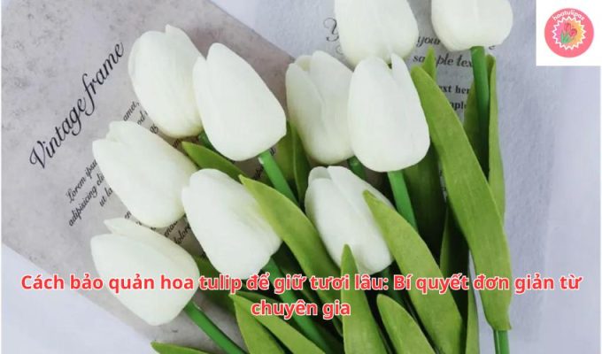 Cách bảo quản hoa tulip để giữ tươi lâu: Bí quyết đơn giản từ chuyên gia