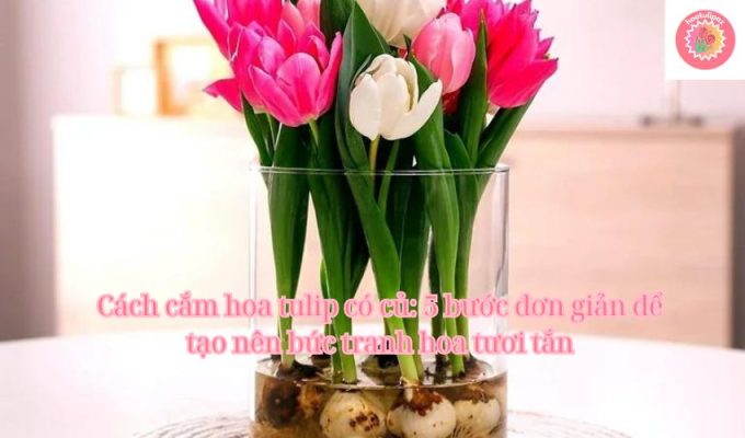 Cách cắm hoa tulip có củ: 5 bước đơn giản để tạo nên bức tranh hoa tươi tắn