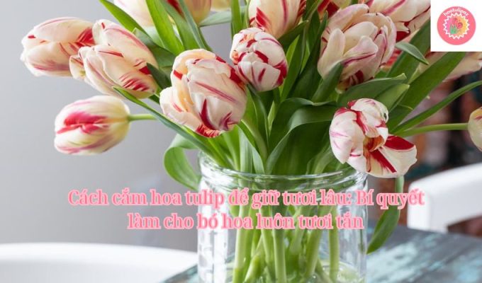 Cách cắm hoa tulip để giữ tươi lâu: Bí quyết làm cho bó hoa luôn tươi tắn