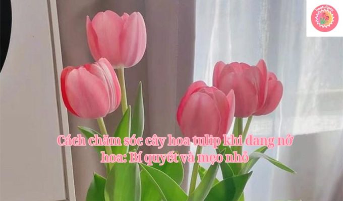 Cách chăm sóc cây hoa tulip khi đang nở hoa: Bí quyết và mẹo nhỏ