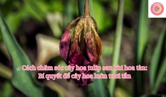 Cách chăm sóc cây hoa tulip sau khi hoa tàn: Bí quyết để cây hoa luôn tươi tắn