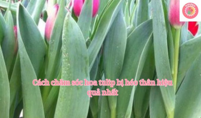 Cách chăm sóc hoa tulip bị héo thân hiệu quả nhất