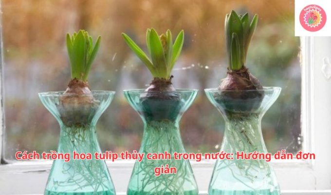 Cách trồng hoa tulip thủy canh trong nước: Hướng dẫn đơn giản