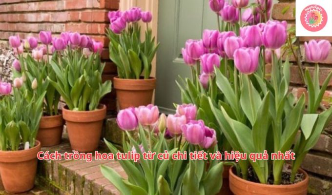 Cách trồng hoa tulip từ củ chi tiết và hiệu quả nhất