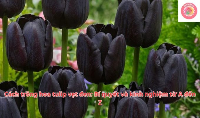 Cách trồng hoa tulip vẹt đen: Bí quyết và kinh nghiệm từ A đến Z