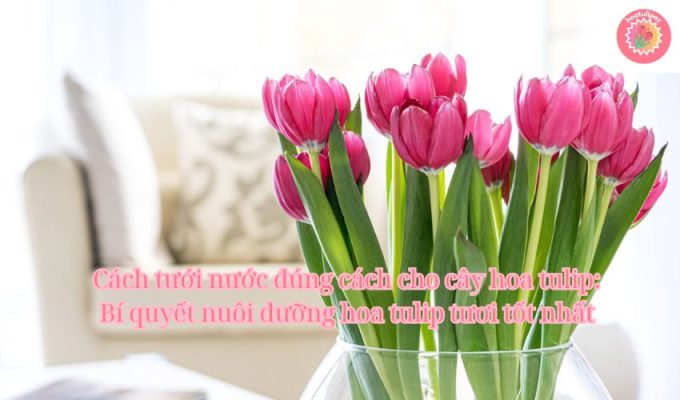 Cách tưới nước đúng cách cho cây hoa tulip: Bí quyết nuôi dưỡng hoa tulip tươi tốt nhất