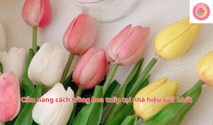 Cẩm nang cách trồng hoa tulip tại nhà hiệu quả nhất