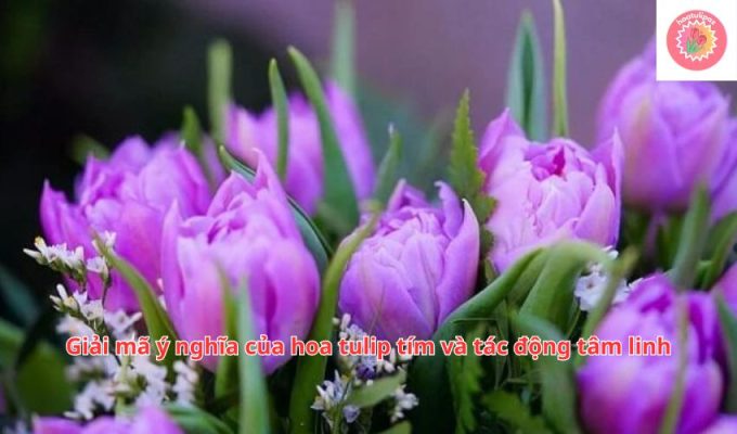 Giải mã ý nghĩa của hoa tulip tím và tác động tâm linh