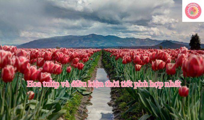 Hoa tulip và điều kiện thời tiết phù hợp nhất