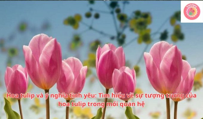 Hoa tulip và ý nghĩa tình yêu: Tìm hiểu về sự tượng trưng của hoa tulip trong mối quan hệ