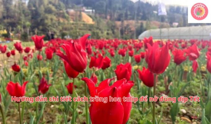 Hướng dẫn chi tiết cách trồng hoa tulip để nở đúng dịp Tết