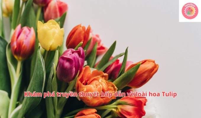 Khám phá truyền thuyết hấp dẫn về loài hoa Tulip