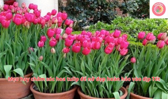 Mẹo hay chăm sóc hoa tulip để nở đẹp hoàn hảo vào dịp Tết