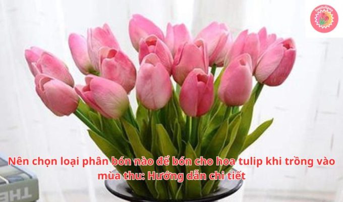 Nên chọn loại phân bón nào để bón cho hoa tulip khi trồng vào mùa thu: Hướng dẫn chi tiết