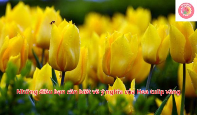 Những điều bạn cần biết về ý nghĩa của Hoa tulip vàng