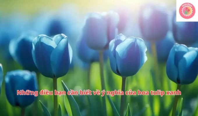 Những điều bạn cần biết về ý nghĩa của hoa tulip xanh