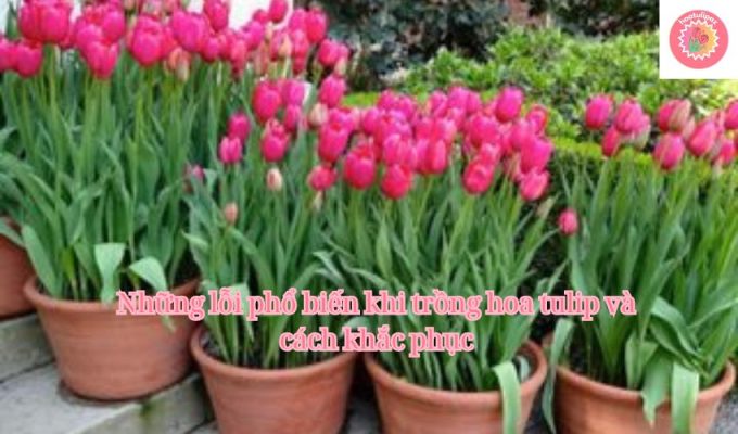 Những lỗi phổ biến khi trồng hoa tulip và cách khắc phục