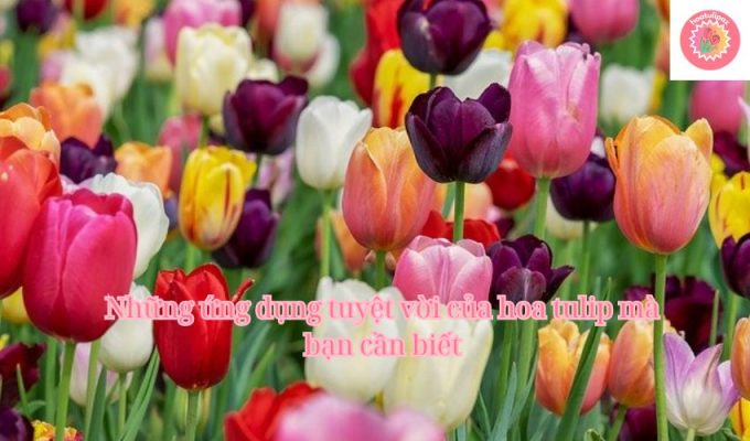 Những ứng dụng tuyệt vời của hoa tulip mà bạn cần biết