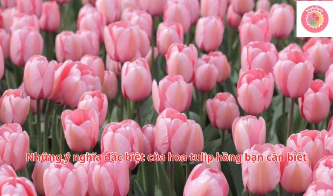 Những ý nghĩa đặc biệt của hoa tulip hồng bạn cần biết