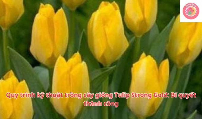 Quy trình kỹ thuật trồng cây giống Tulip Strong Gold: Bí quyết thành công