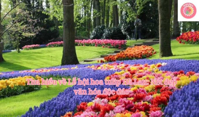 Tìm hiểu về Lễ hội hoa tulip Hà Lan: Nét đẹp văn hóa độc đáo