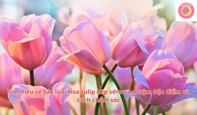 Tìm hiểu về các loại Hoa tulip kép sớm và muộn: Đặc điểm và cách chăm sóc