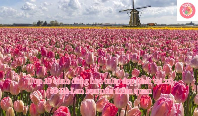 Top 10 cánh đồng hoa tulip đẹp nhất tại xứ sở Hà Lan bạn nên tham quan