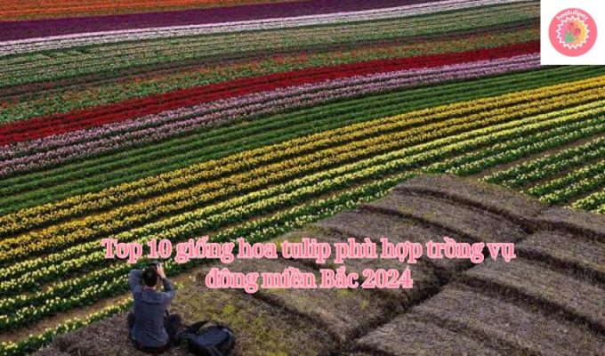 Top 10 giống hoa tulip phù hợp trồng vụ đông miền Bắc 2024