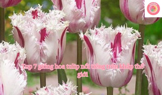 Top 7 giống hoa tulip nổi tiếng trên khắp thế giới