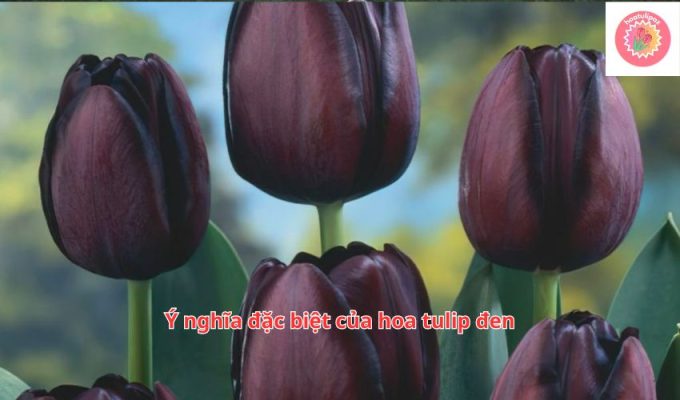 Ý nghĩa đặc biệt của hoa tulip đen