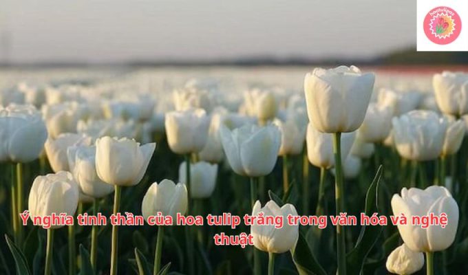 Ý nghĩa tinh thần của hoa tulip trắng trong văn hóa và nghệ thuật