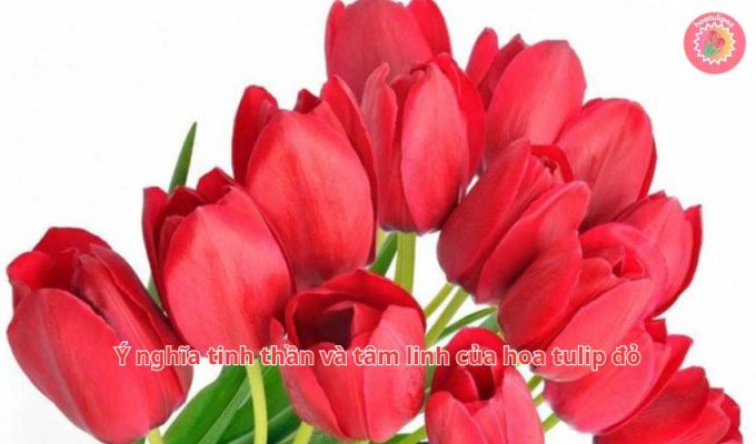 Ý nghĩa tinh thần và tâm linh của hoa tulip đỏ